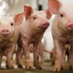 Genus CRISPR edited pig