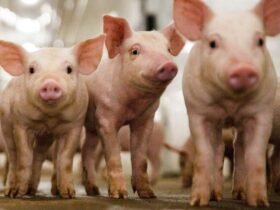 Genus CRISPR edited pig