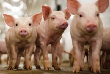 Genus CRISPR edited pig