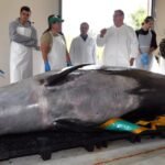 Dissection of rare whale 'a huge opportunity'