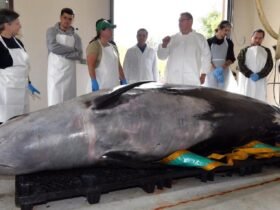 Dissection of rare whale 'a huge opportunity'