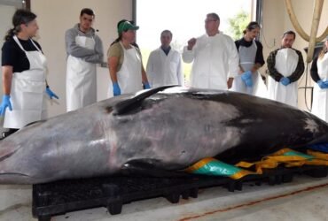 Dissection of rare whale 'a huge opportunity'