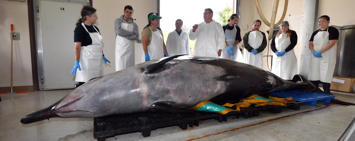 Dissection of rare whale 'a huge opportunity'