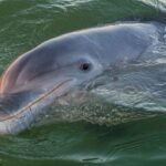 Dolphins in Gulf of Mexico Are Now Testing Positive For Fentanyl : ScienceAlert