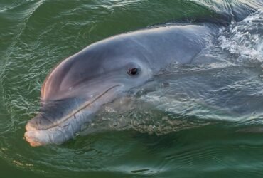 Dolphins in Gulf of Mexico Are Now Testing Positive For Fentanyl : ScienceAlert