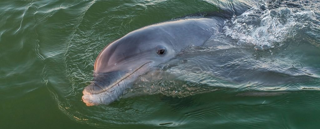 Dolphins in Gulf of Mexico Are Now Testing Positive For Fentanyl : ScienceAlert