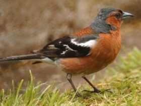 Fear and loathing at the Bennett bird table