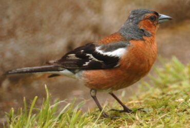 Fear and loathing at the Bennett bird table