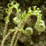 Ferns’ ‘Backward’ Evolution Reveals Life’s Meandering Path