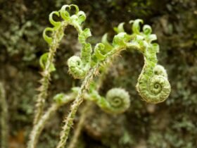 Ferns’ ‘Backward’ Evolution Reveals Life’s Meandering Path