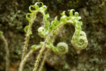 Ferns’ ‘Backward’ Evolution Reveals Life’s Meandering Path