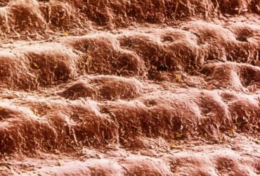 False-colour scanning electron micrograph of skin from the palm of the hand of a 30 year old man. The skin here is neatly arranged in ridges. Sweat pores are seen as miniature craters along the ridges. The cells forming the external surface of the skin, or epidermis, have been flattened & hardened by deposition within them of the fibrous protein keratin. This tough, dead layer of cells is shed continuously & is replaced by new, maturing cells which take a month to migrate from the base of the epidermis. Magnification: x20 at 6x4.5cm size