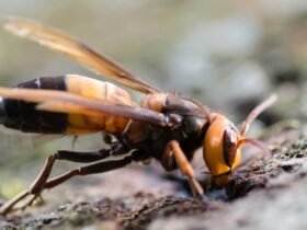 A side-on view of a black, brown and yellow southern giant hornet.