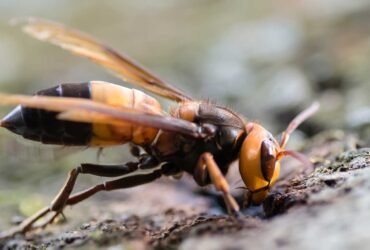 A side-on view of a black, brown and yellow southern giant hornet.