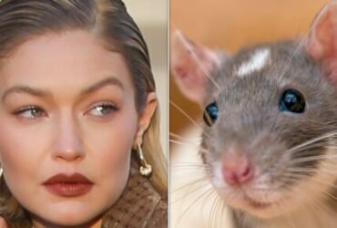 Gigi Hadid Says NYC Apartment Was Plagued With Rat Problem