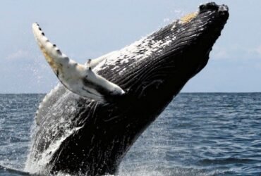 Humpback Whale Makes Record-Breaking Migration Across 3 Oceans : ScienceAlert