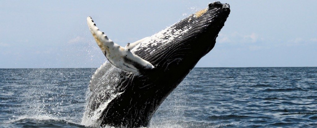 Humpback Whale Makes Record-Breaking Migration Across 3 Oceans : ScienceAlert