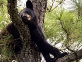 Hunter Killed By Bear That Fell From Tree After Being Shot