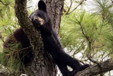 Hunter Killed By Bear That Fell From Tree After Being Shot