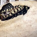 Los Angeles Zoo Hatches Its First-Ever Perentie Lizards