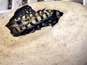 Los Angeles Zoo Hatches Its First-Ever Perentie Lizards