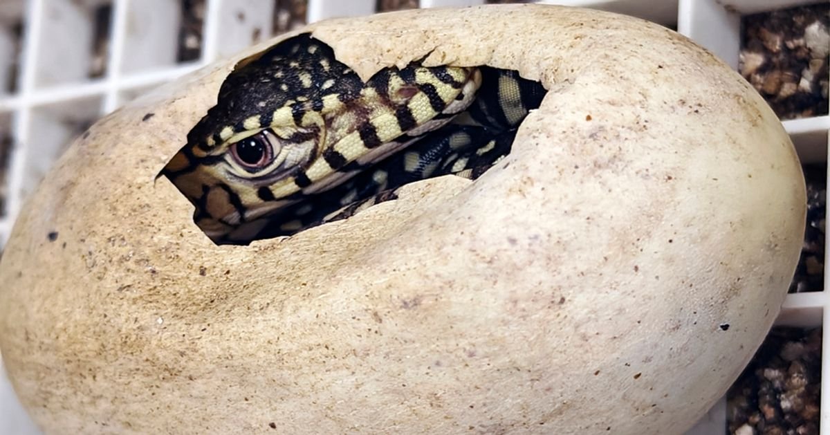 Los Angeles Zoo Hatches Its First-Ever Perentie Lizards