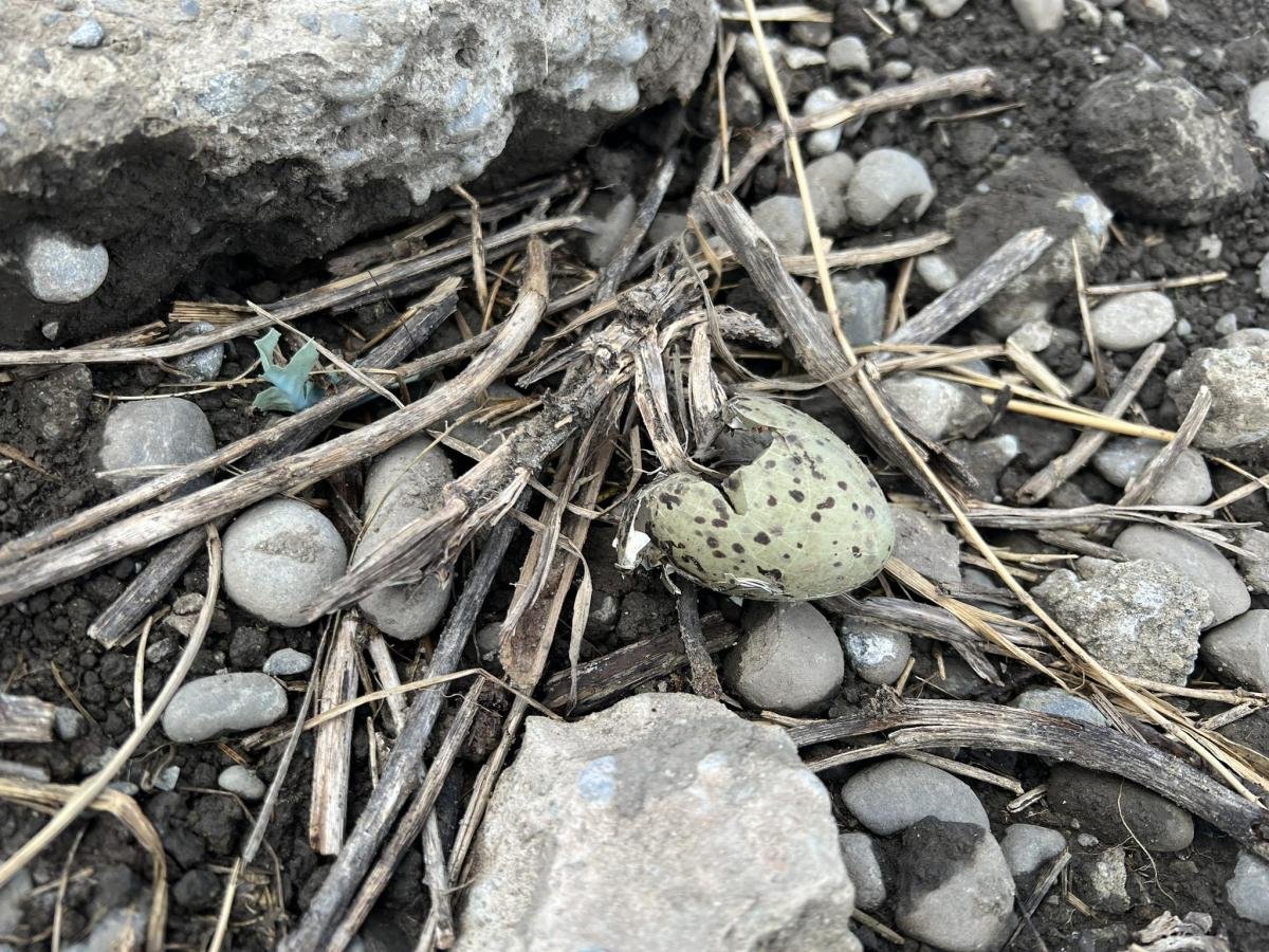 Man fined $6k for destroying protected gulls nests with digger