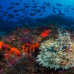 Monkfish are so much more than just their dangling, bioluminescent lure