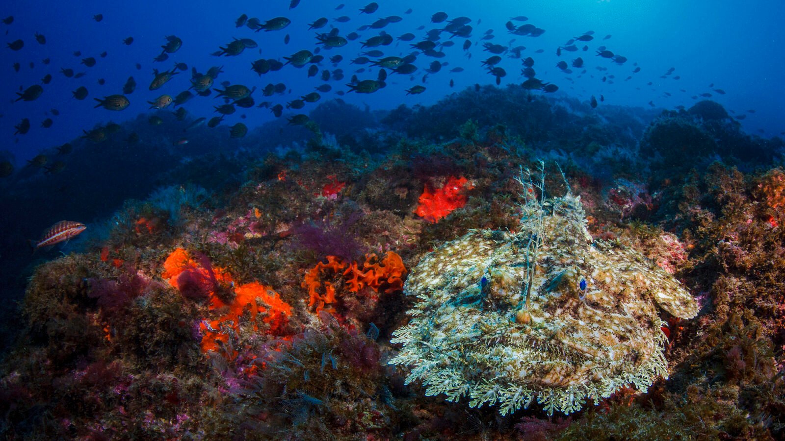 Monkfish are so much more than just their dangling, bioluminescent lure