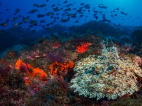 Monkfish are so much more than just their dangling, bioluminescent lure