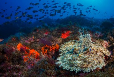 Monkfish are so much more than just their dangling, bioluminescent lure