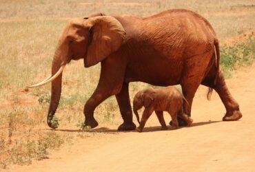 Mysterious Reason Why Over 300 Elephants Died In Botswana Revealed