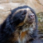 A close up image of an Andean bear looking ahead.