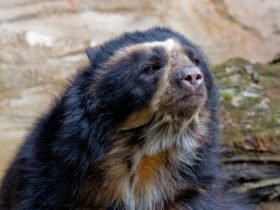 A close up image of an Andean bear looking ahead.