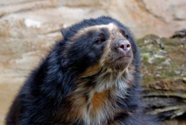 A close up image of an Andean bear looking ahead.