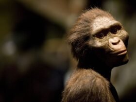 Run, Lucy, Run! Human Ancestors Could Jog but Not Very Far or Fast