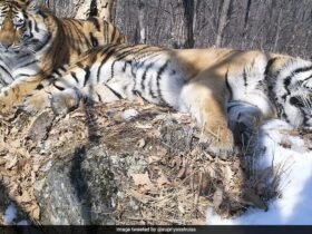 Siberian Tiger Travels 200 Km Across Russian Forest To Reunite With Former Mate