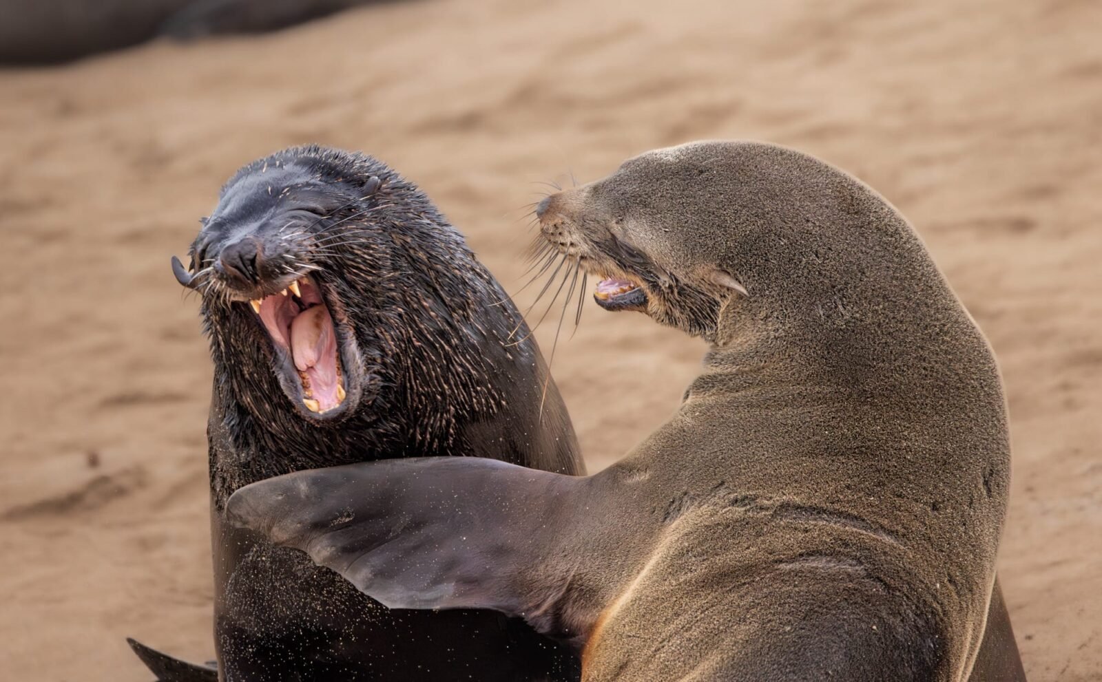 Silliness and style take top honors at the Comedy Wildlife Photography Awards 2024 – Colossal