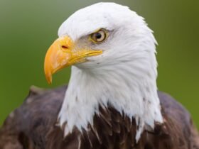 The Bald Eagle Is Officially The National Bird Of The U.S.