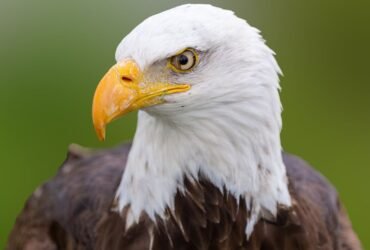 The Bald Eagle Is Officially The National Bird Of The U.S.