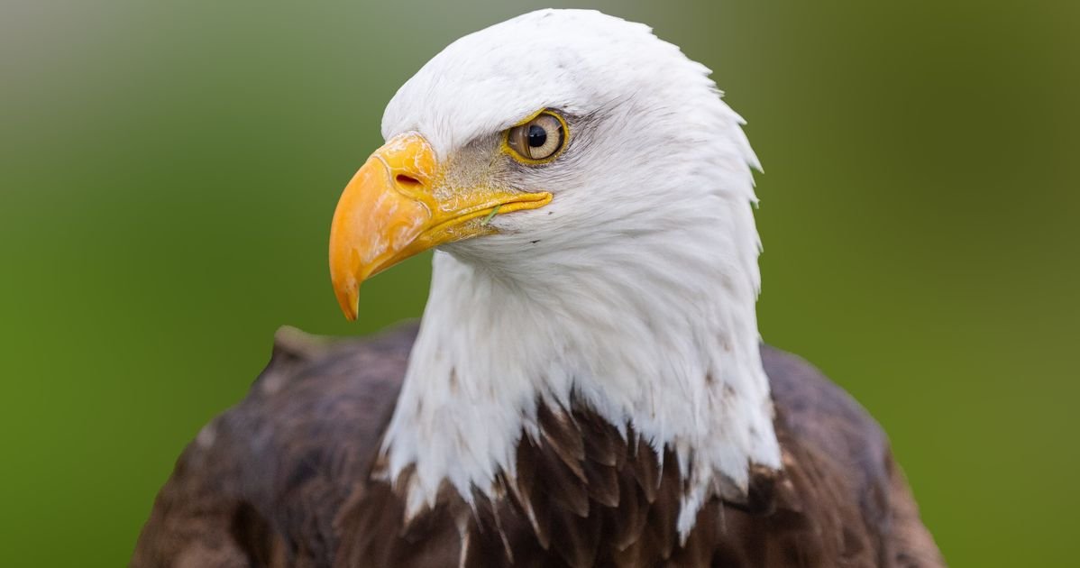 The Bald Eagle Is Officially The National Bird Of The U.S.