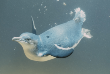 Turtles and penguins have a swimming spot that reduces drag