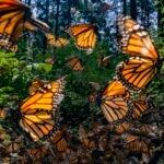 Monarch butterflies fly through greenery, illuminated by the sun