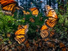 Monarch butterflies fly through greenery, illuminated by the sun