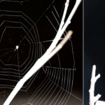 Watch a slingshot spider deploy a perfectly timed trap