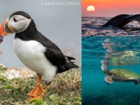 a puffin, whale tail at sunset, and a sea turtle