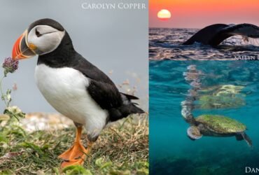 a puffin, whale tail at sunset, and a sea turtle