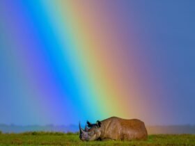 A black rhino rests under a rainbow at Ol Pejeta Conservancy in Kenya. In 2024, 21 black rhinos were moved to their new home at Loisaba Conservancy in Laikipia, Kenya. Kenyaís black rhino population was poached almost to extinction and went from a low of 290 animals to 1004 today. They are expanding their habitat and it is a testament to Kenyaís conservation efforts. Ami Vitaleís career stands as a testament to her deep dedication to documenting and addressing global crises. As an acclaimed National Geographic photographer, writer, and documentary filmmaker, as well as the founder of Vital Impacts, Ami has consistently spotlighted critical issues affecting our world. Her journey began in conflict zones, where she observed firsthand how environmental degradationófrom resource scarcity to climate changeóintensifies human suffering and conflict. Follow Ami on Instagram @amivitale Photo by Ami Vitale/The Nature Conservancy