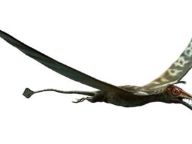 drawing of pterosaur species