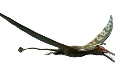 drawing of pterosaur species